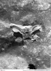 Historisches Foto von Decapoda indet. (NHMW-AFW-GEO-BACHMAYER-FOTO-1990-0041-1472)